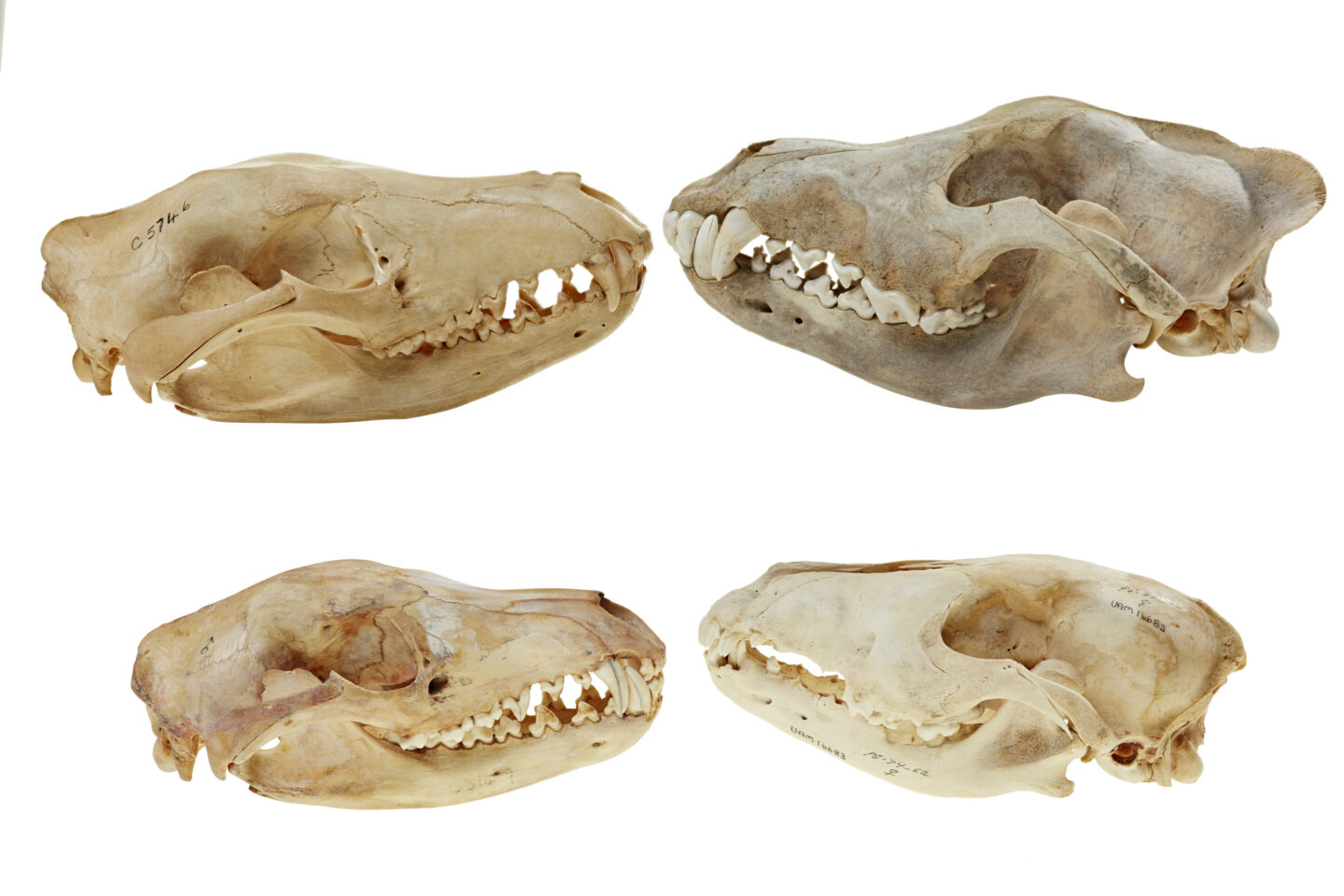 Museums victoria thylacine skulls facing wolf skulls from university of alaska. Source museums victoria