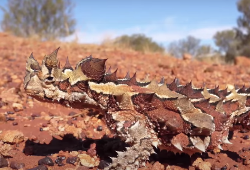 Молох ящерица. Thorny Devil. Молох и змея. Ящерица с шипами.