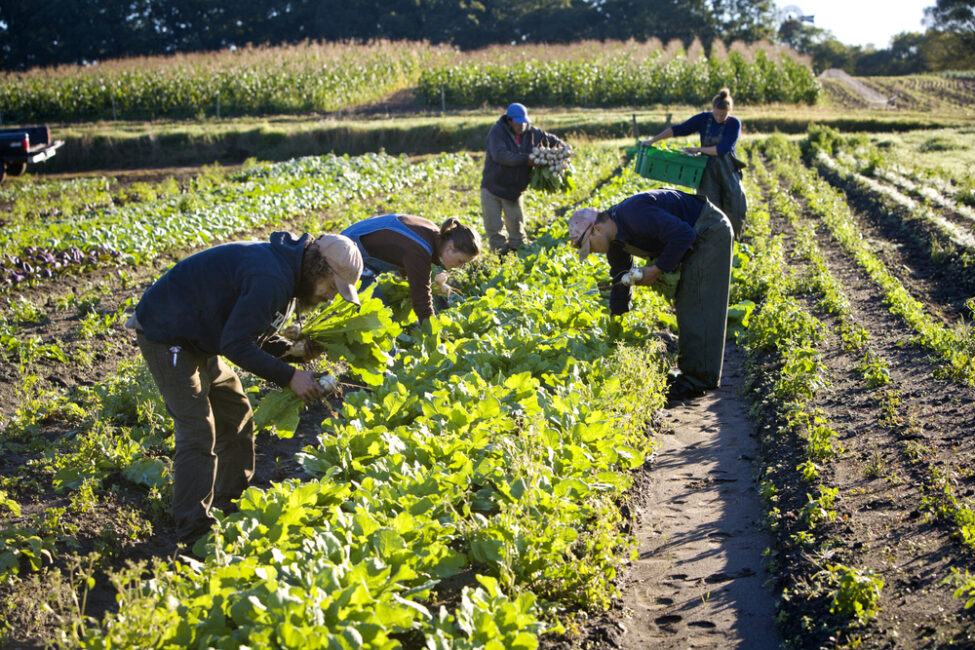 What Sort Of Farming Was Common In New England