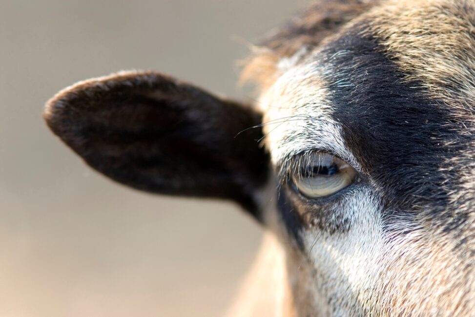 Why some animal eyes have horizontal pupils