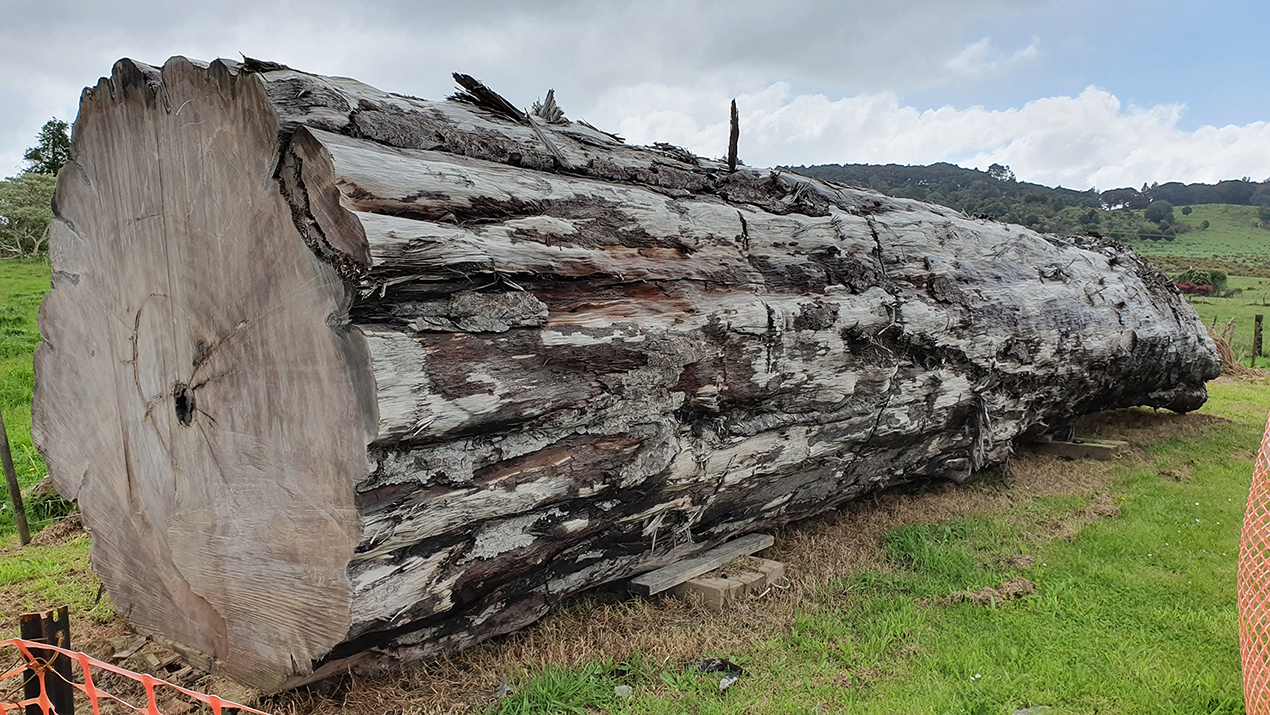 1. An ancient kauri tree log from ngawha nz. Credit nelson parker