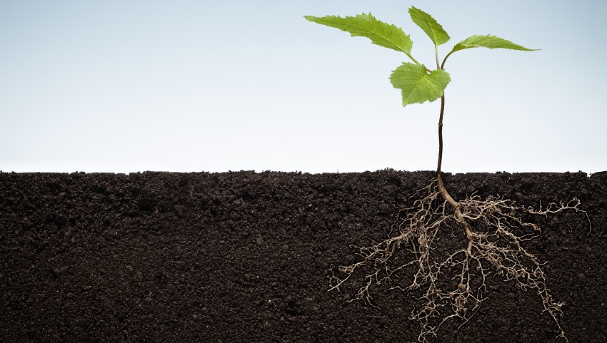 roots growing in compact soil are usually stunted