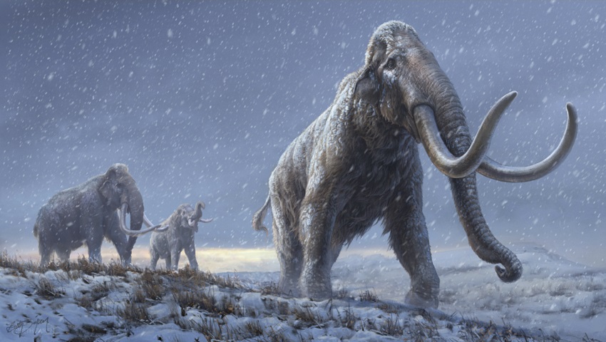 mammoth dna is notoriously hard to find