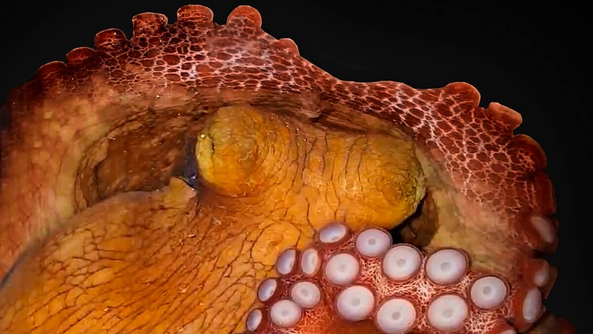 An octopus in active sleep.