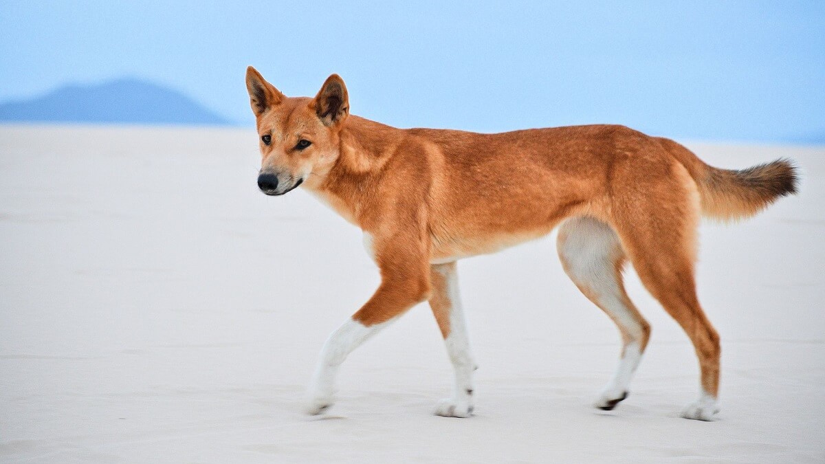 Dingoes are not “wild dogs”