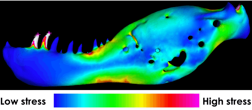 210309 image2 finite element analysis of t rex skull