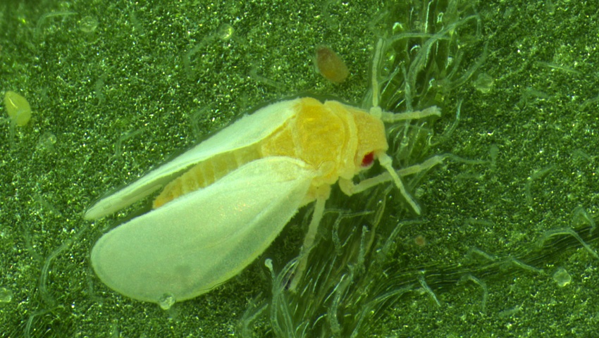 This image shows a whitefly feeding on a leaf.