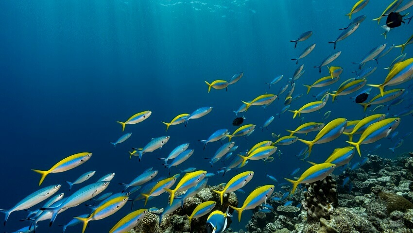 Blueprint For A Sustainable Ocean