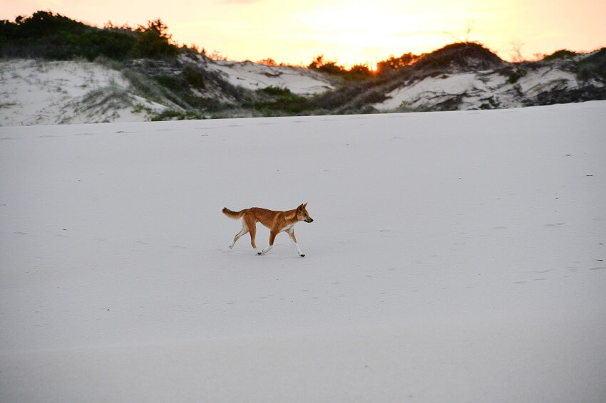 850 dingo running sand