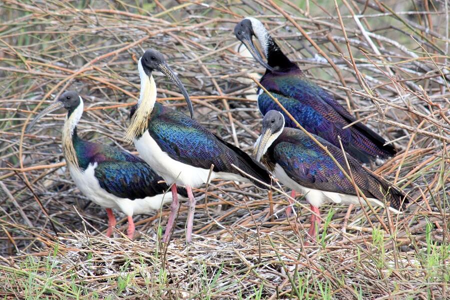 Adult straw necked ibises small 1