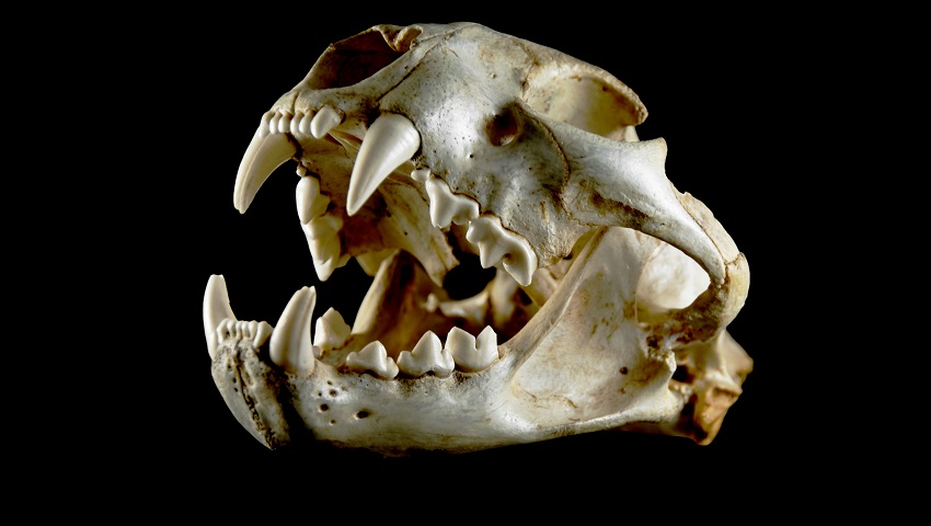 A white cougar skull... side view with mouth opened... with some copy space on the black background