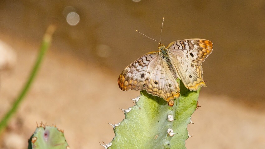 White Peacock Butterfly on top of cactus in Arizona
