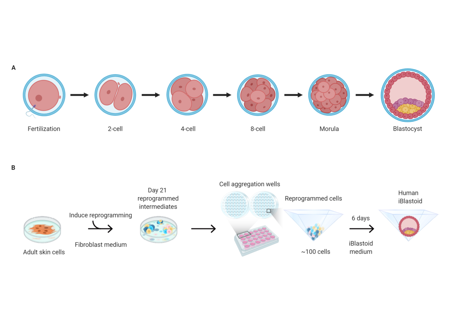 Graphic explaining difference between iBlastoid and human blastocyst