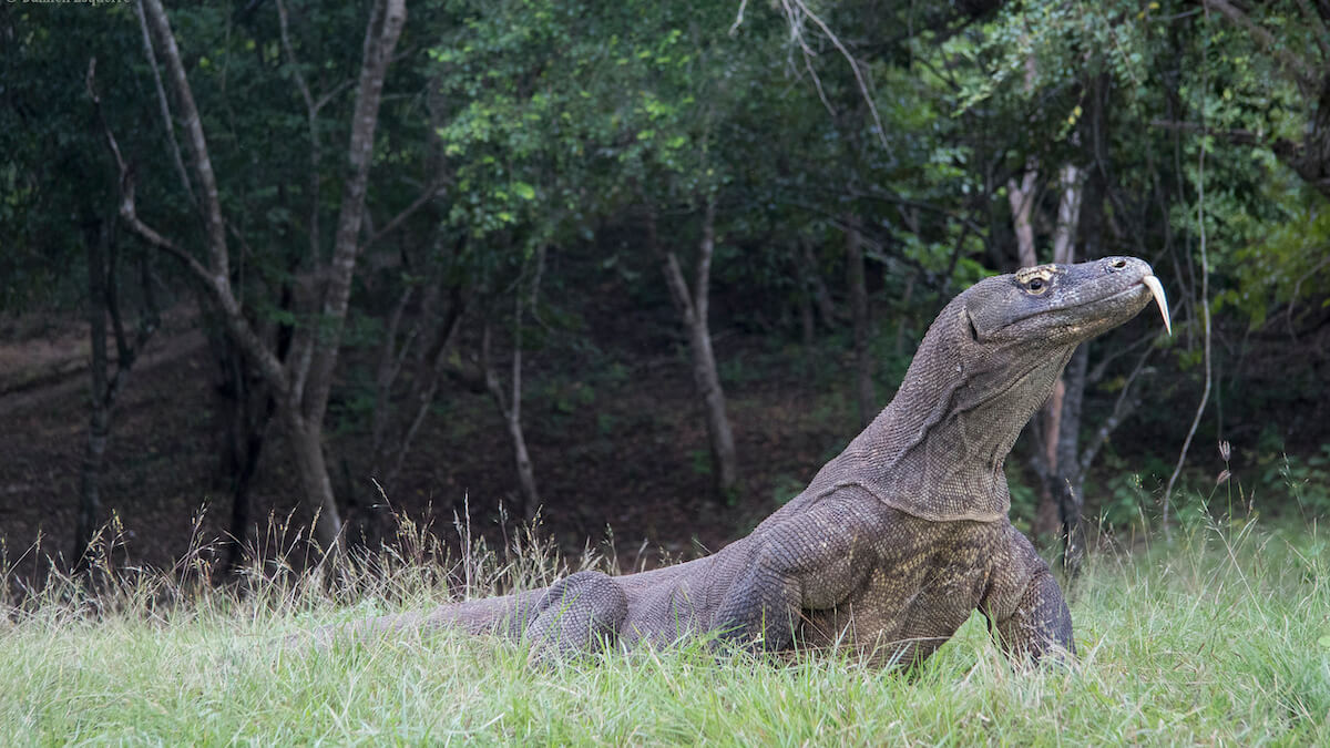 large monitor lizards