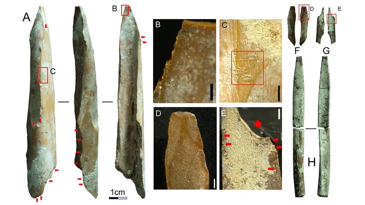 Bone Tools From The Kimberley Among Oldest In Australia