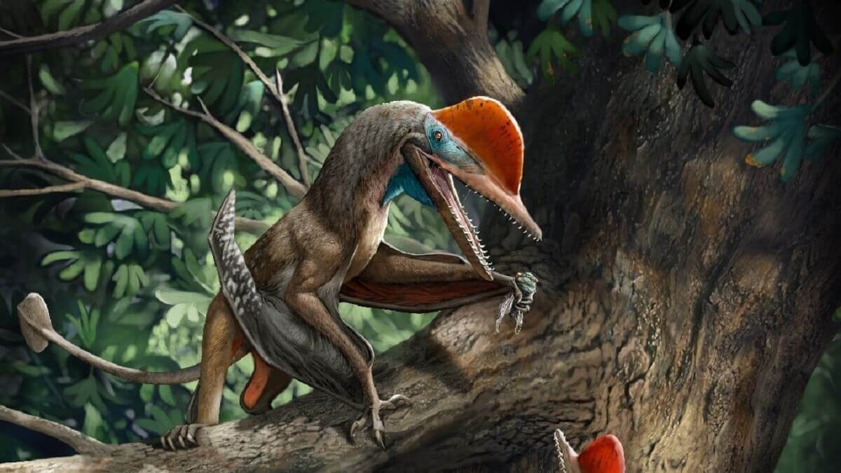 Smallest pterodactyl lived in trees › News in Science (ABC Science)