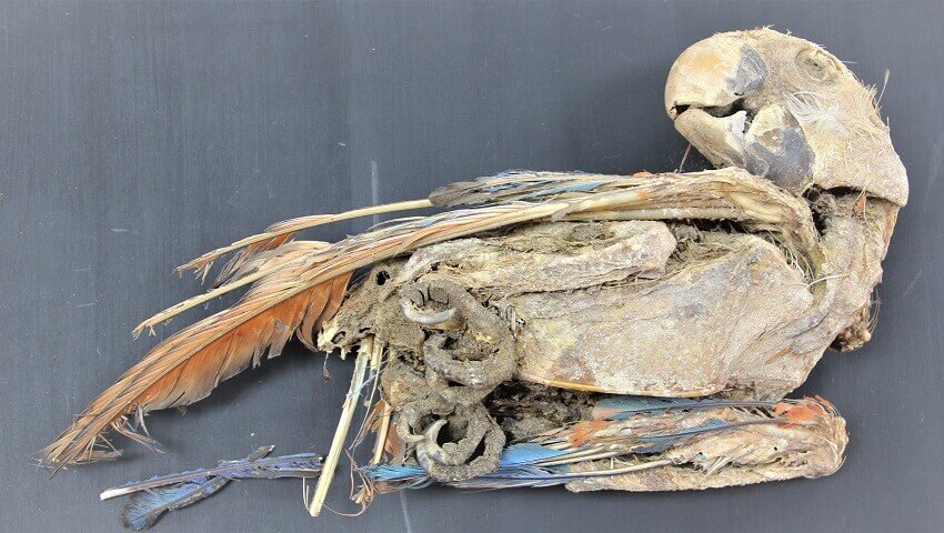 260300 mummy parrot 850x1 1