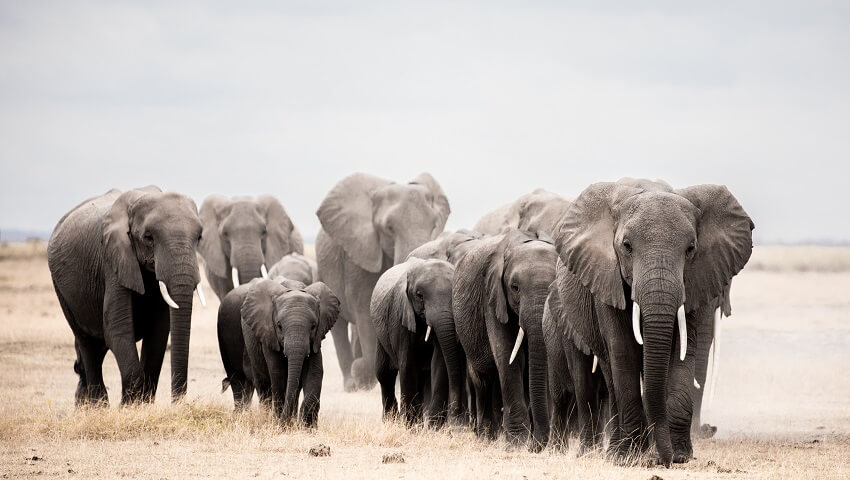 elephants walking together