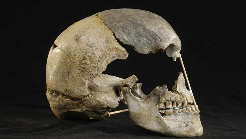 Lateral view of the mostly-complete skull of zlatý kůň - the oldest human genome.