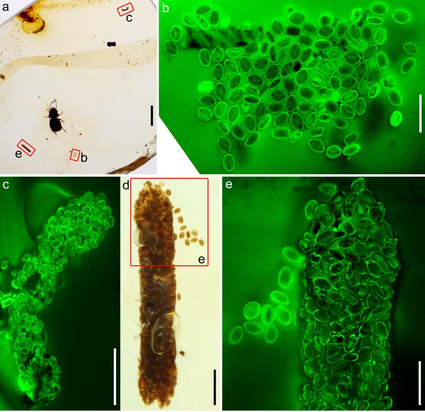 Aggregations of eudicot pollen and pollen-containing coprolites associated with pelretes vivificus. A, amber piece with p. Vivificus, showing coprolites and one pollen aggregation. B-e, details of pollen under visible light (d) and confocal laser scanning microscopy