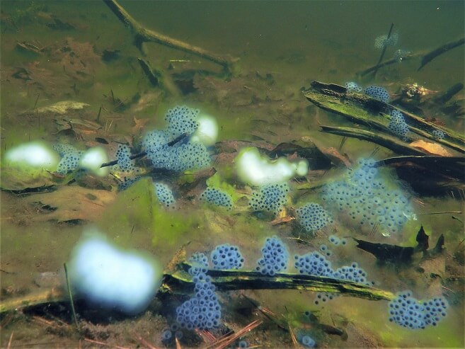 Salamander eggs masses. Egg masses are either completely clear or opaque white.