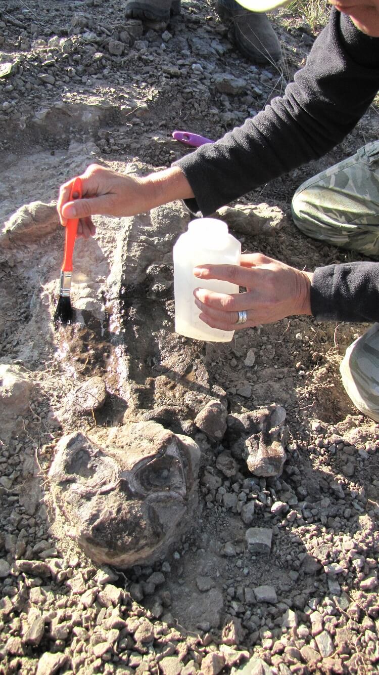 A fossil of the dicynodont lystrosaurus, a mammal relative that survives the end-permian mass extinction event, is collected during fieldwork in south africa's karoo basin.