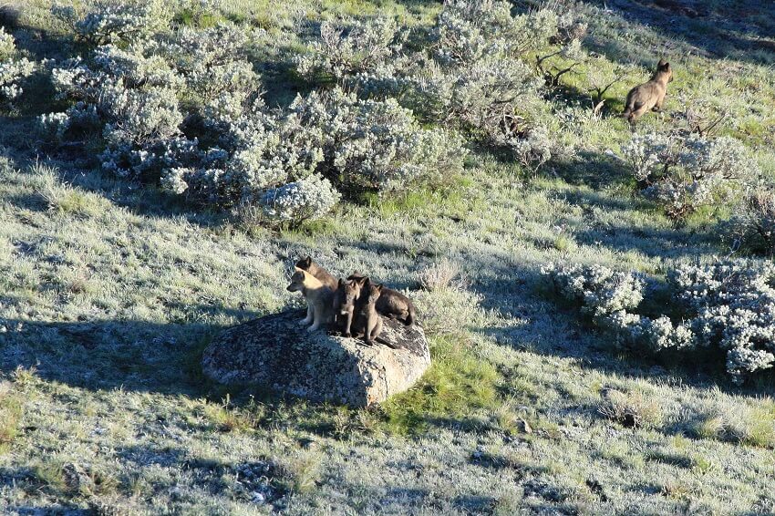 Pups from the 8-mile wolf pack in yellowstone national park are shown gathered on an outcrop