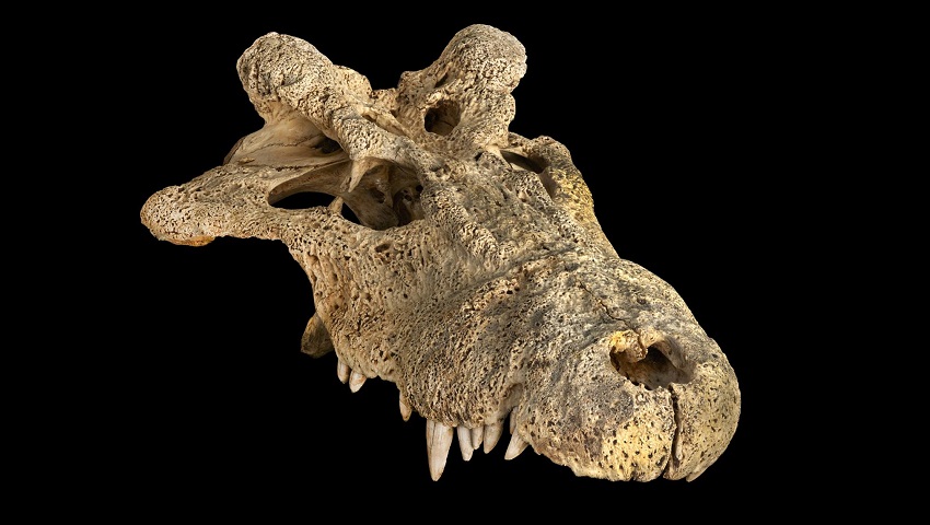 an ancient crocodile skull on a black background