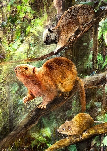 Illustration showing how the three new species of fossil cloud rats might have looked.