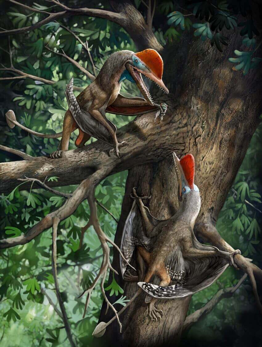 Artist's reconstruction of the monkeydactyl pterosaur with opposable thumbs.
