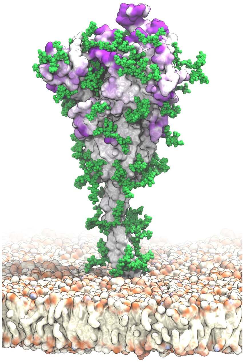A visualisation of the sars-cov-2 spike protein,