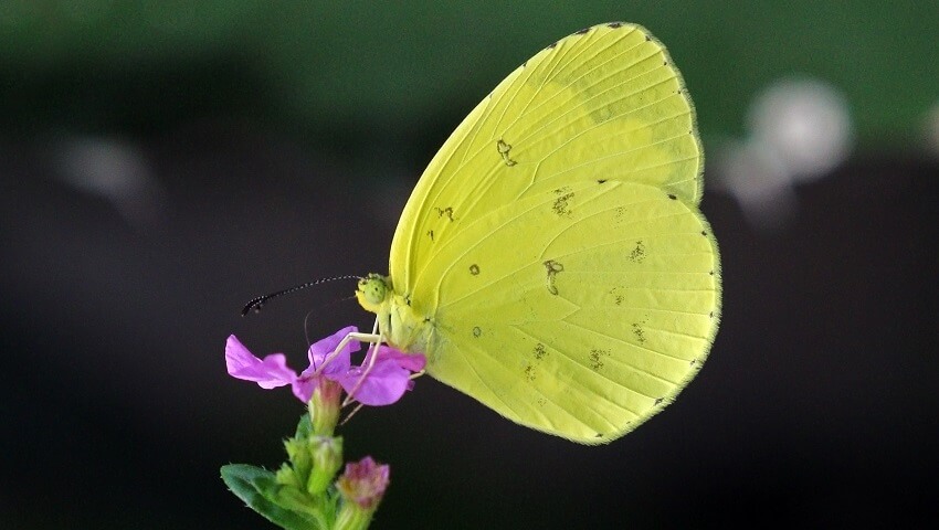 Common grass yellow butterfly on a purple flower