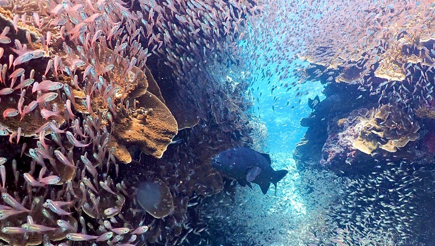 Diverse-fish-species.-Credit-Andrew-Olds-850x.jpg