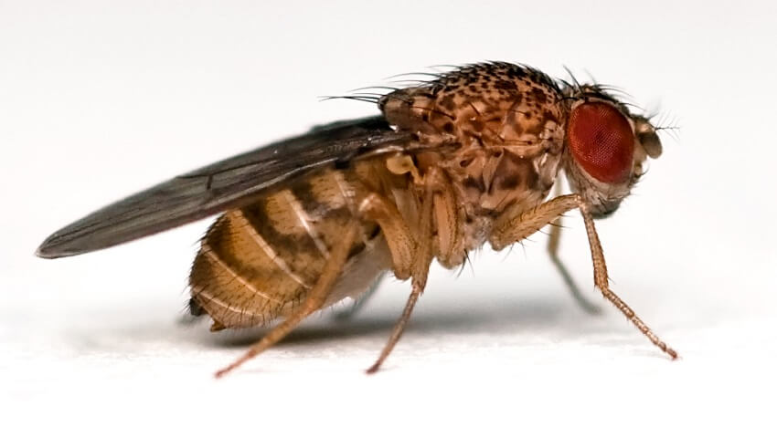 a brown male fruit flies. it is standing on a white background. Its wings are folded. It has 4 visible legs.
