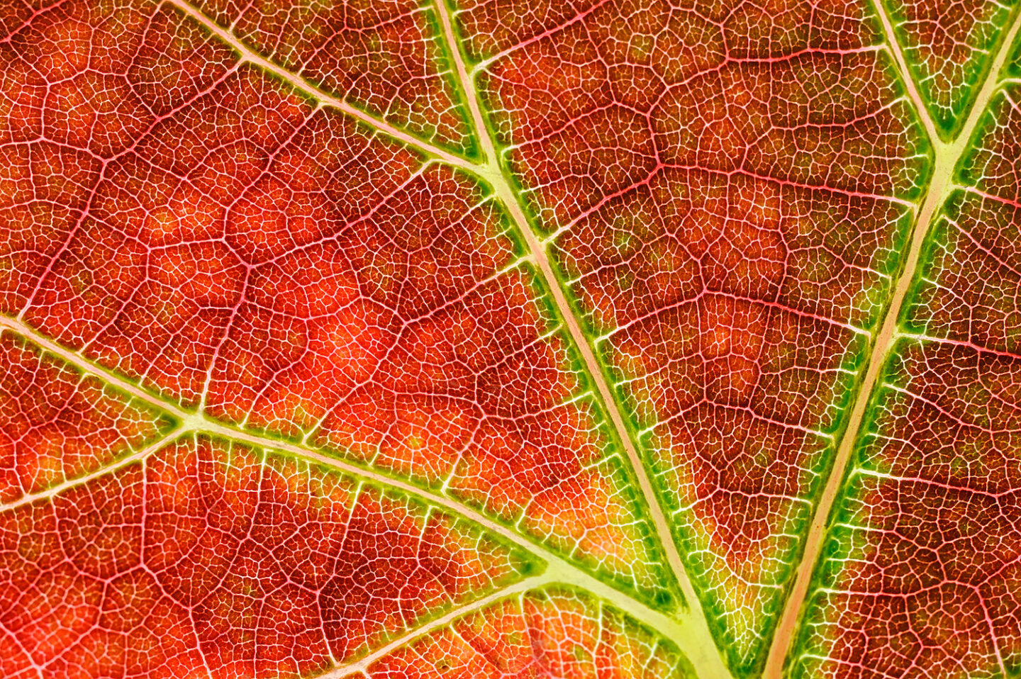 Fractals in nature leaf