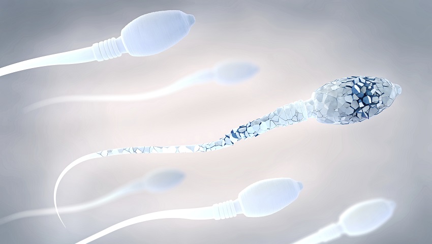 6 sperm. The sperm in the foreground has cracks in it