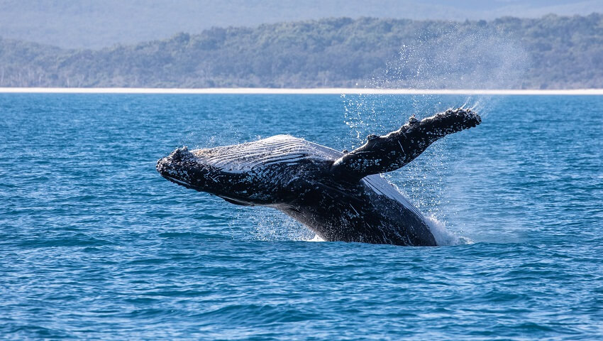 Adult whale breaching out of the water. Fully body out of the water. Both pectoral fins down beside its body. The head is parallel to the water. The whale's belly is face up, as the whale is on the descent of it's breach.