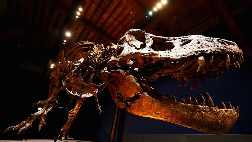 The skeleton of a Tyrannosaurus Rex.