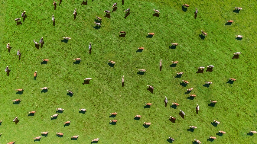 Cows from above.