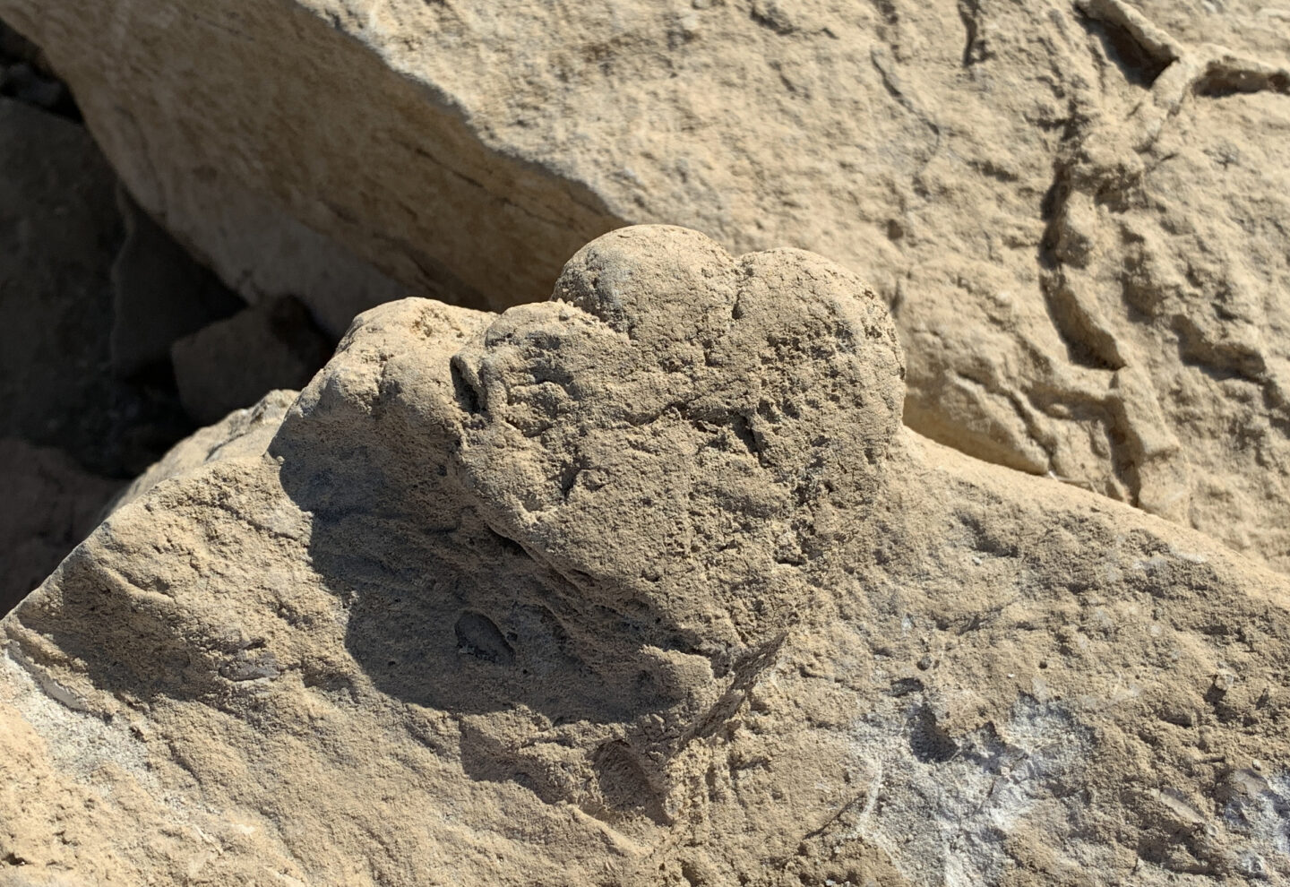 The world's smallest stegosaur footprint (less than 6 cm long),