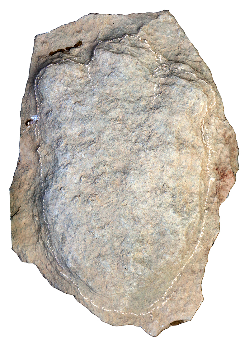 A stegosaur footprint from the same site (more than 30cm long),