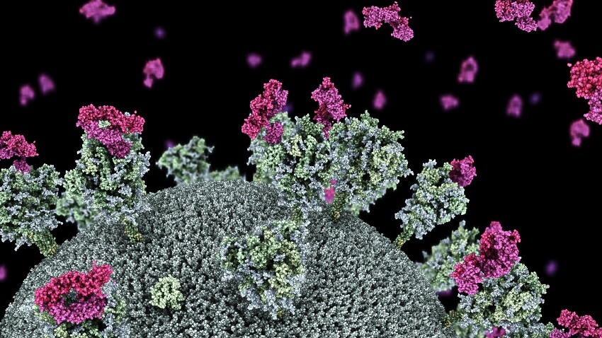 Visualisation of SARS-CoV-2 virus with nanobodies (purple) attaching to the virus spike protein. There is a large round grey object at the boddom. It has fuzzy cloud-like structures. Small purple balls are sitting on the structures