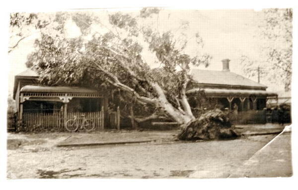 Perth severe storm tree fallen on house in stirling st flooding on road 24 feb 1919 source city