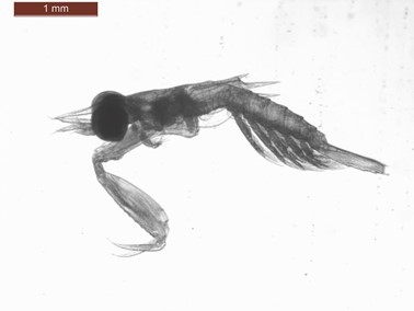A microscope image of a mantis shrimp larva. It has a long protrusion from a shoulder.