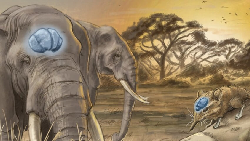 illustration of two elephants and a shrew. Blue brains are on their heads