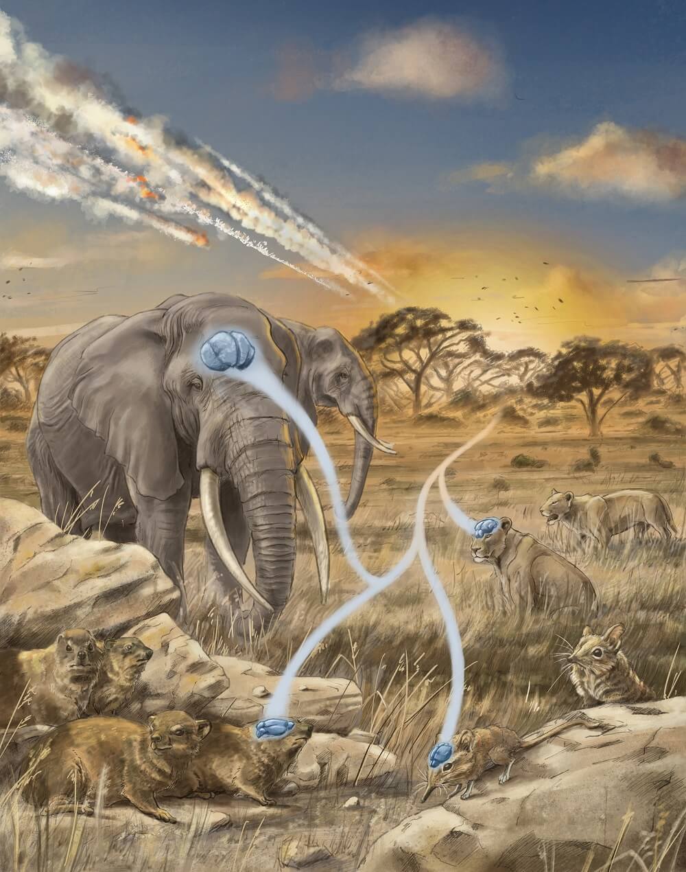 Illustration of two elephants, two lions and a shrews. Blue brains are on their heads. The heads are connected by a white forked path