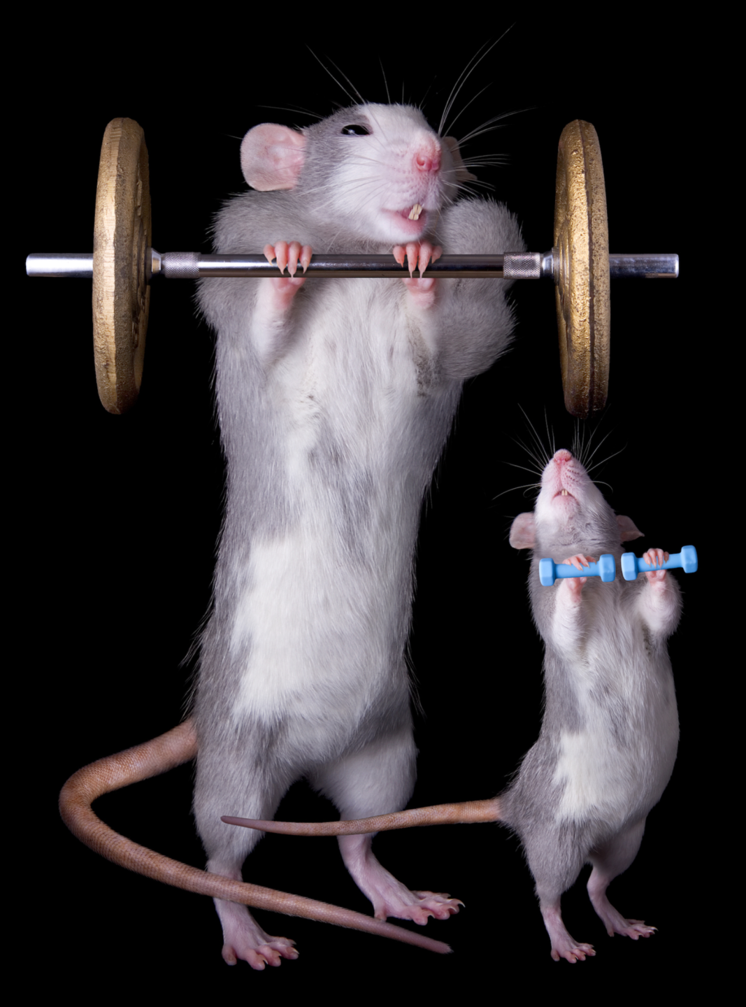 Strength training mice