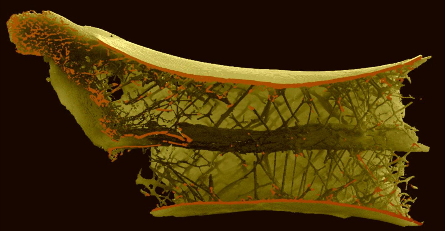 This image shows a cross section of the pterosaur vertebra credit williams et al iscience