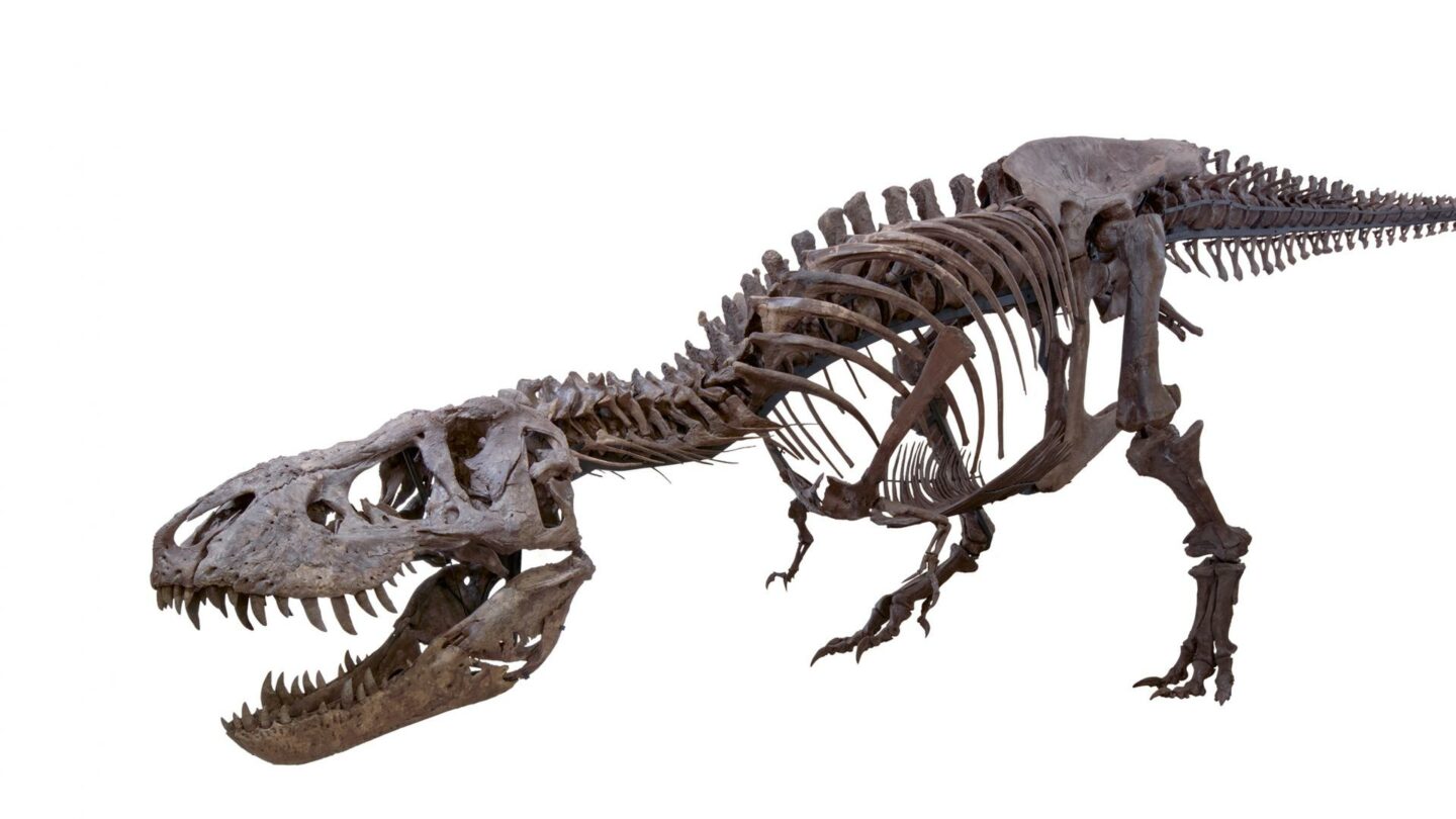Trix the tyranasaurus skeleton