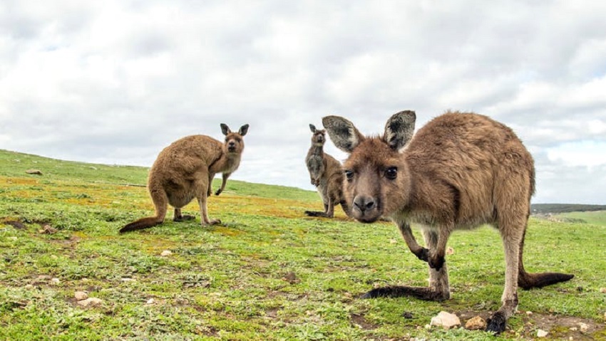 Three kangaroos on grass